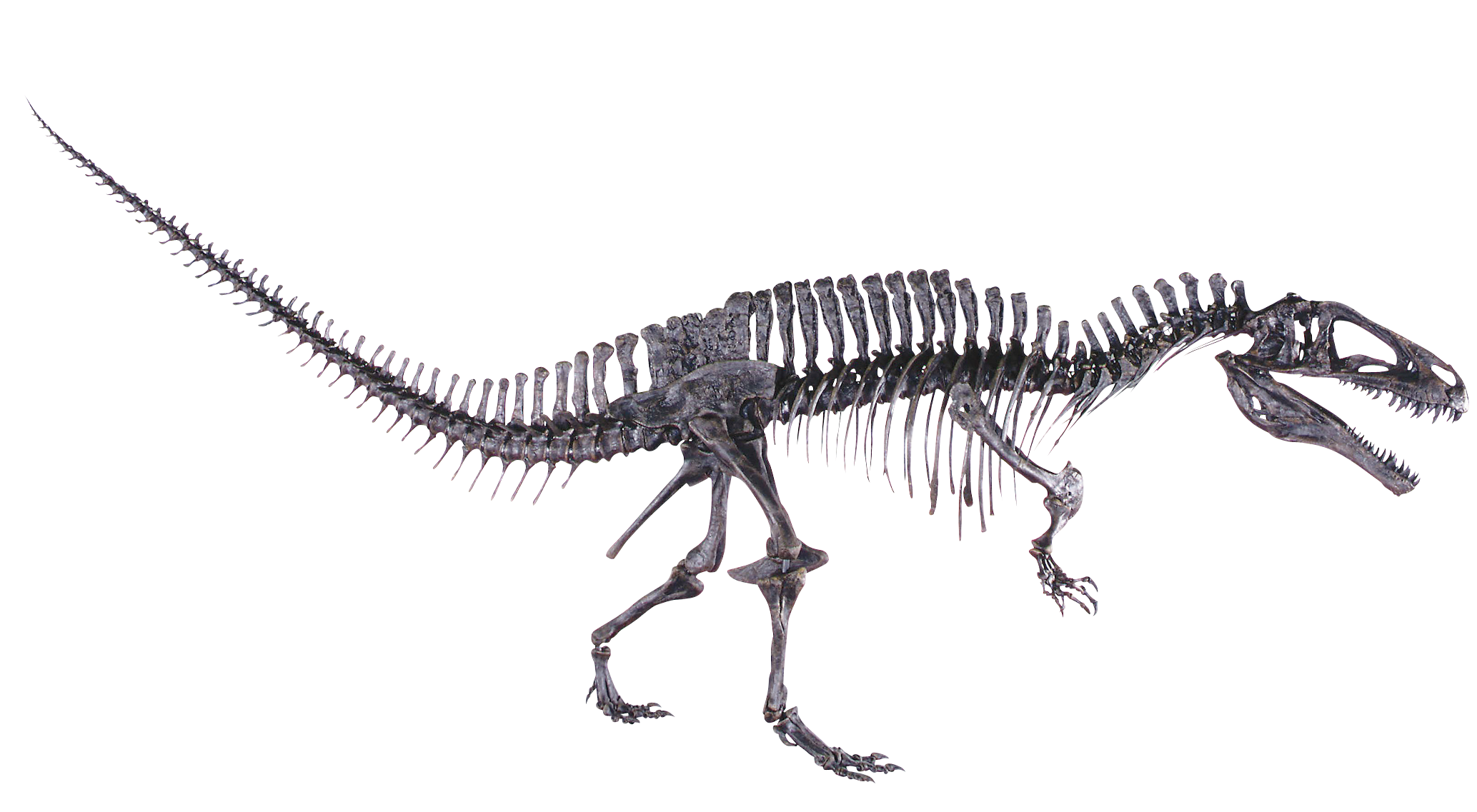 Acrocanthosaurus-re.png
