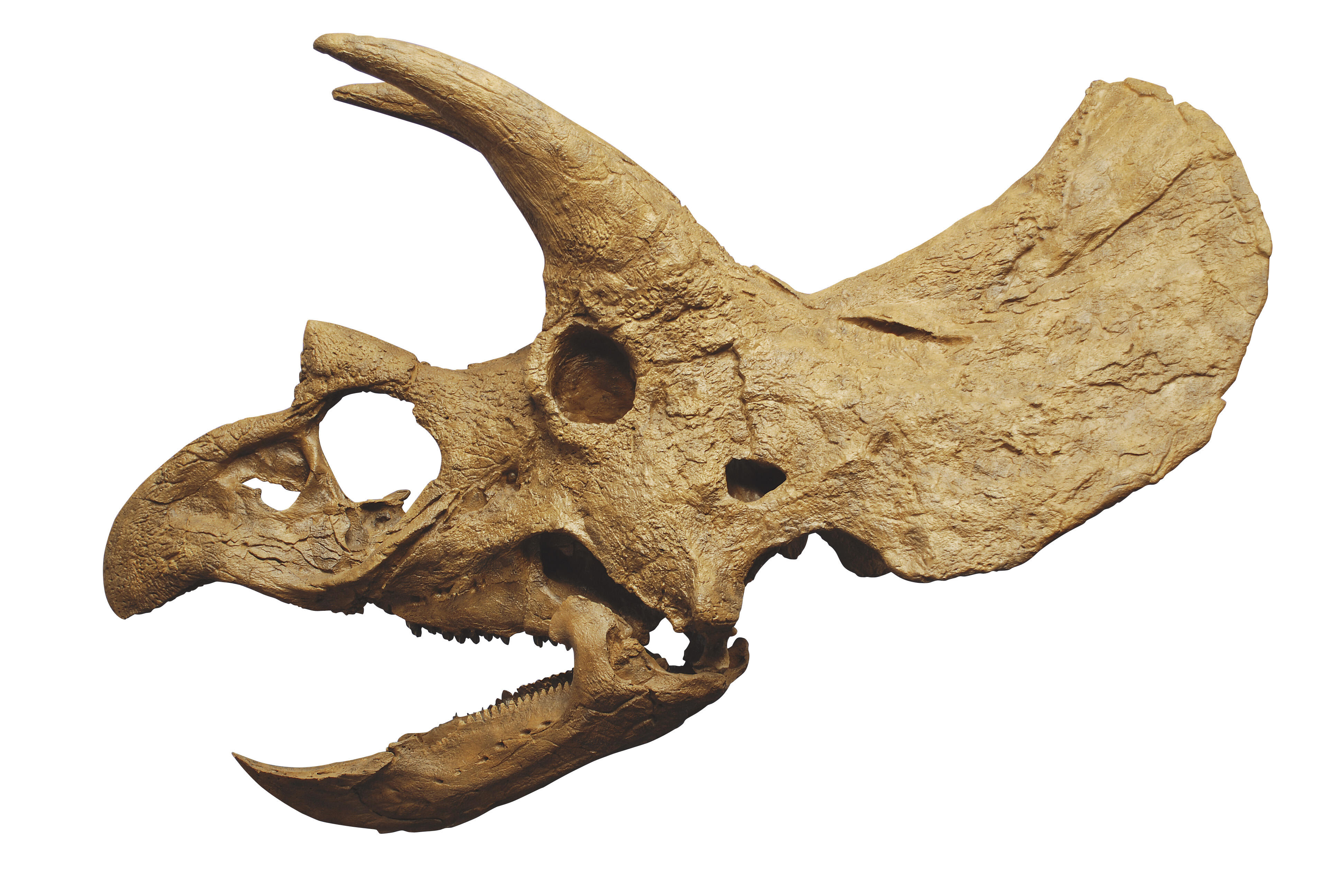 B1Triceratops-head.jpg