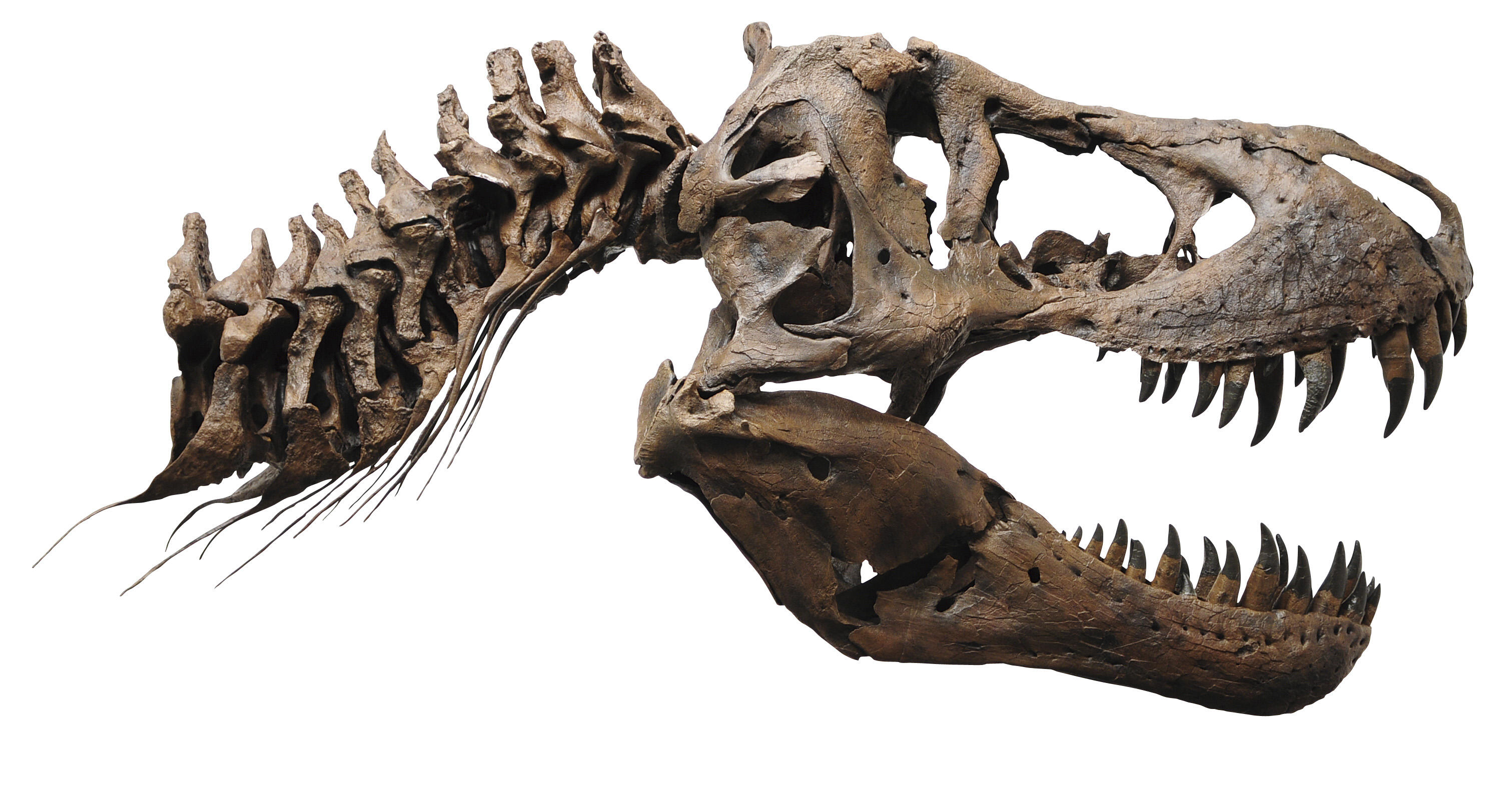 D03Tyrannosaurus-head.jpg