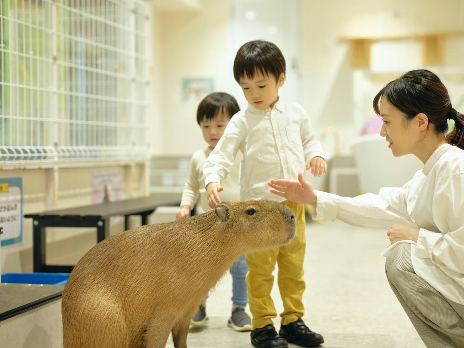 都内最大！屋内型ふれあい動物園「アニタッチ 東京ドームシティ」