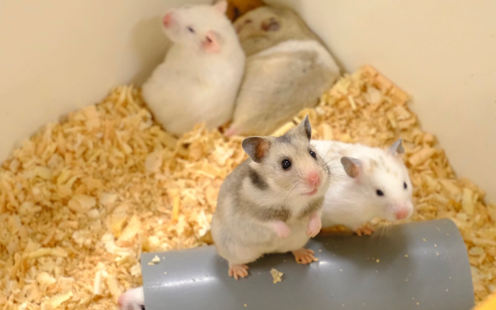 都内最大！屋内型ふれあい動物園「アニタッチ 東京ドームシティ」