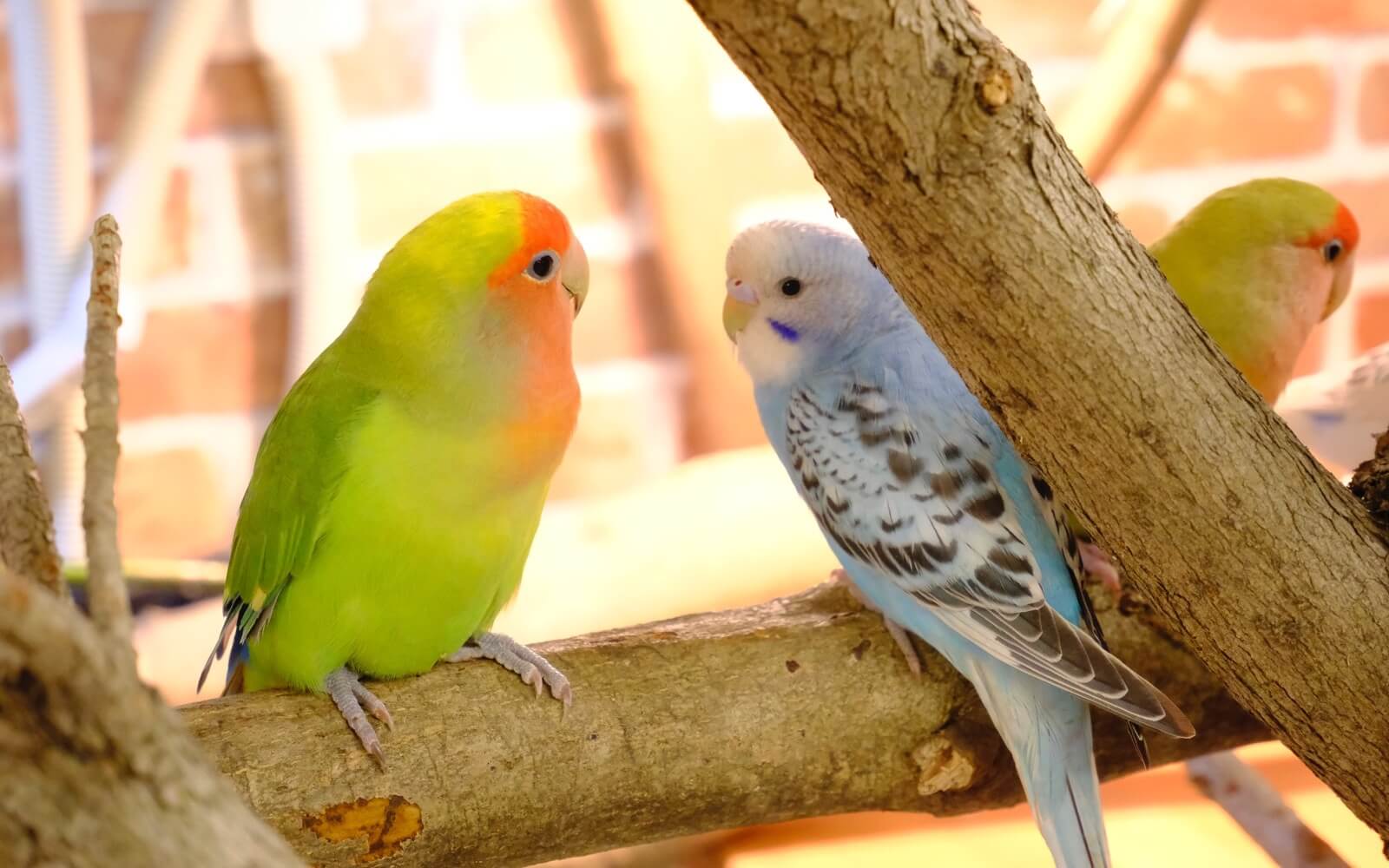 都内最大！屋内型ふれあい動物園「アニタッチ 東京ドームシティ」