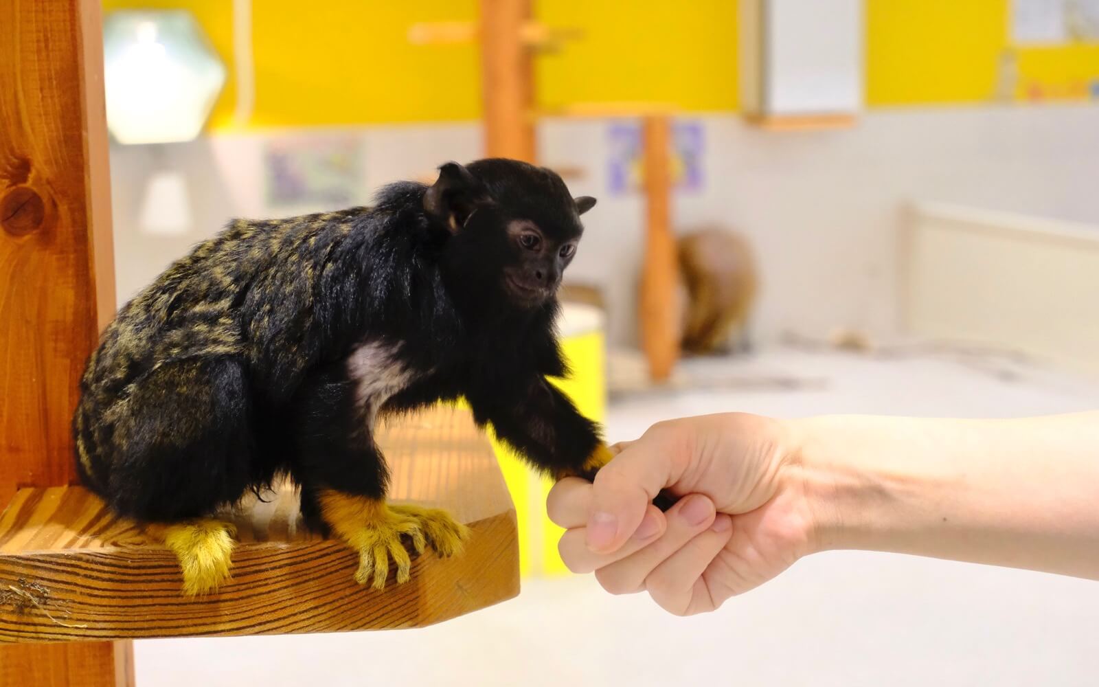 都内最大！屋内型ふれあい動物園「アニタッチ 東京ドームシティ」